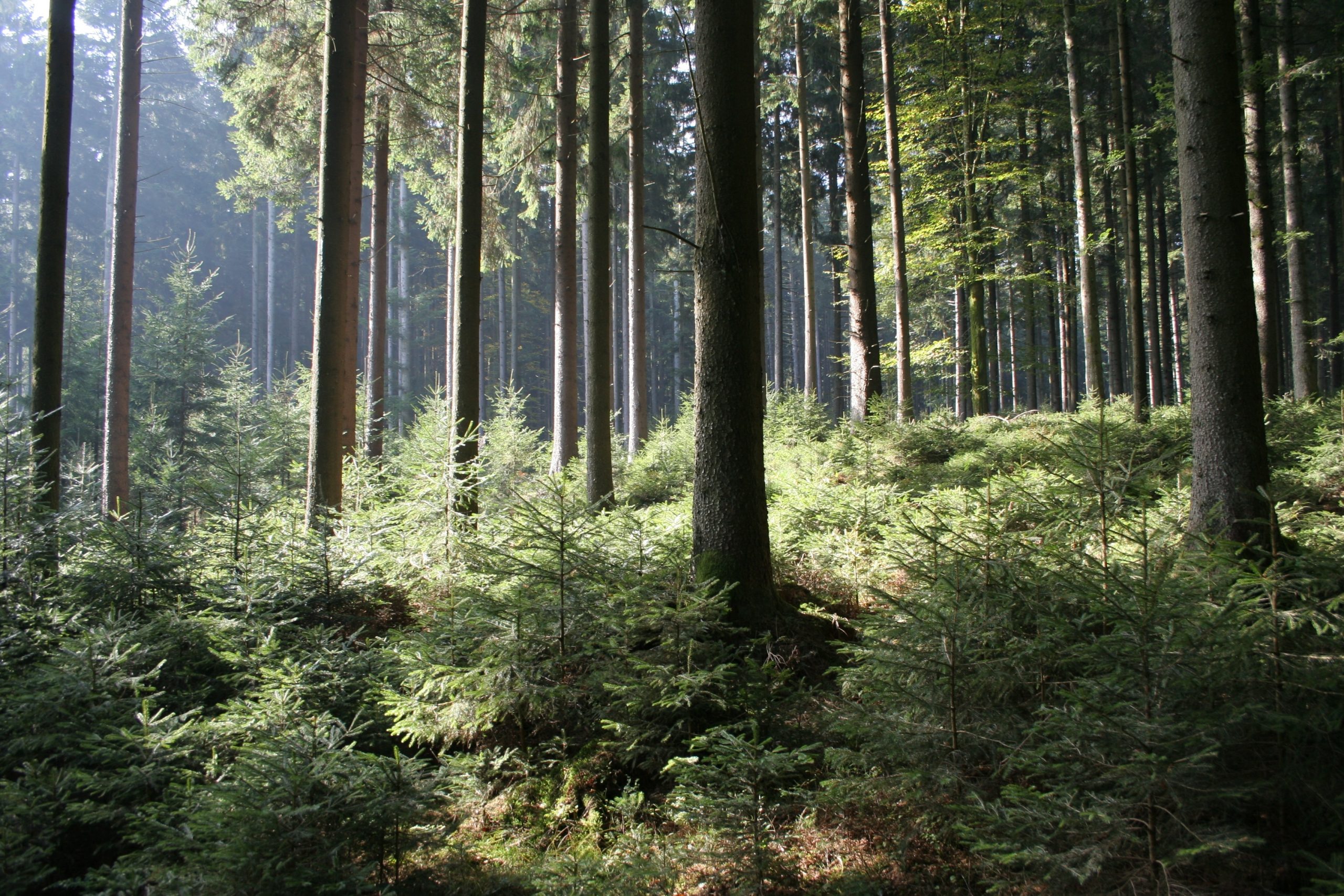 Klimafitte Wälder und nachhaltige Jagdwirtschaft – Zielkonflikte vermeiden, OÖ LJV