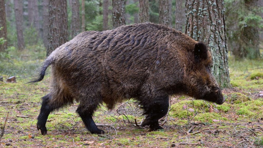 ASP Monitoring &#8211; Trichinenuntersuchung, OÖ LJV