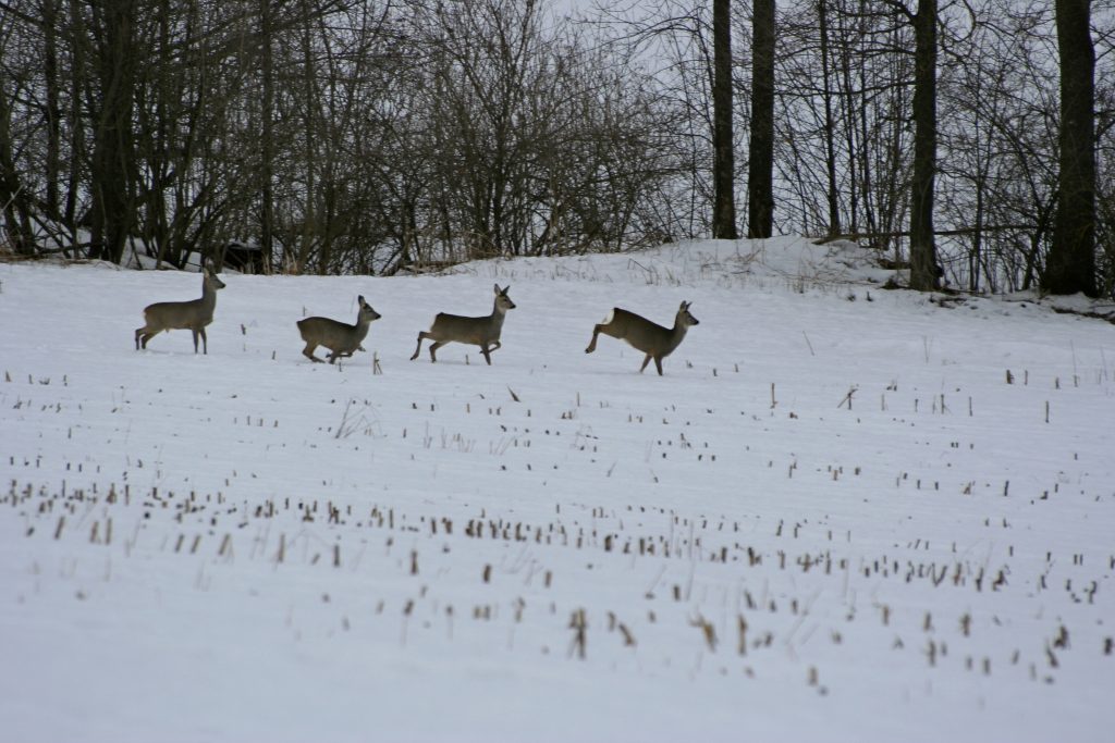 &#8222;Was ist los im Winter?&#8220; Freizeitaktivitäten und Wildtiere, OÖ LJV