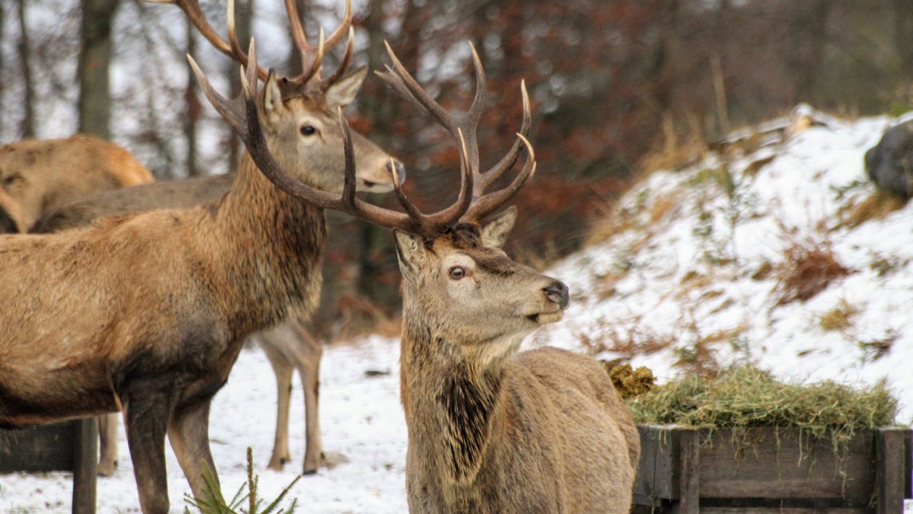 Was Hirsch und Reh im Winter brauchen