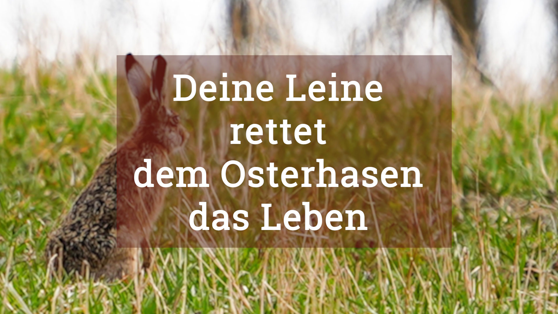 Osterhase (1)