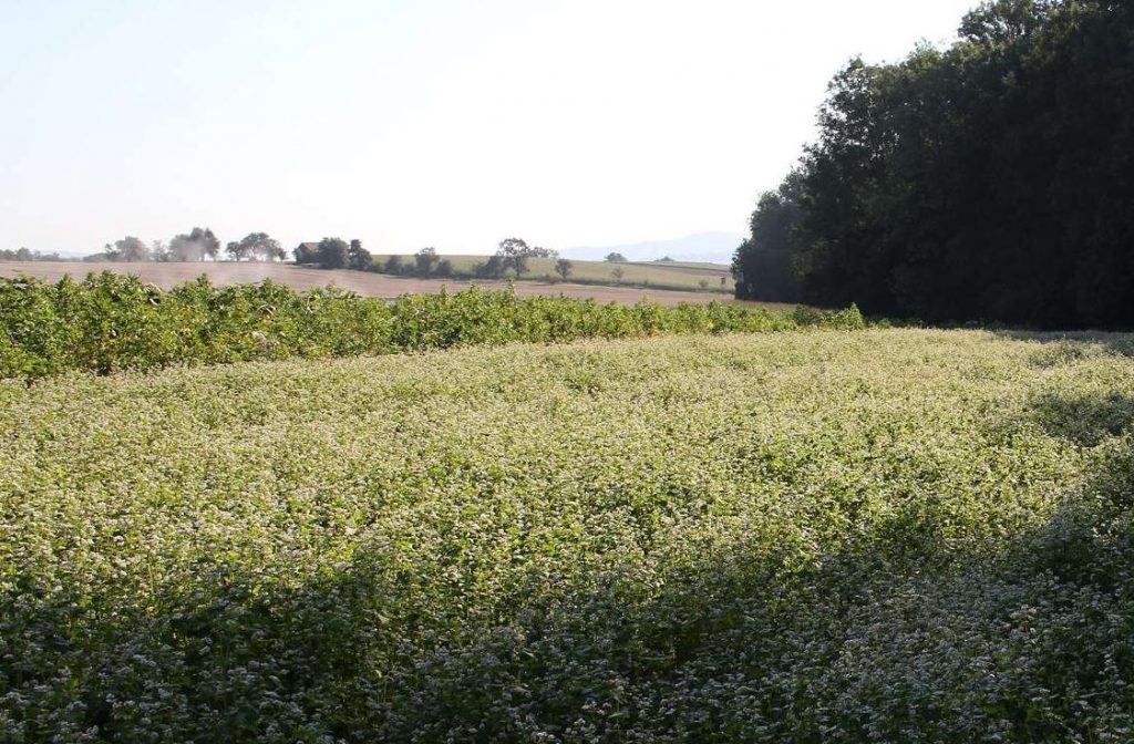 Häckseln von Bracheflächen – worauf ist zu achten, OÖ LJV