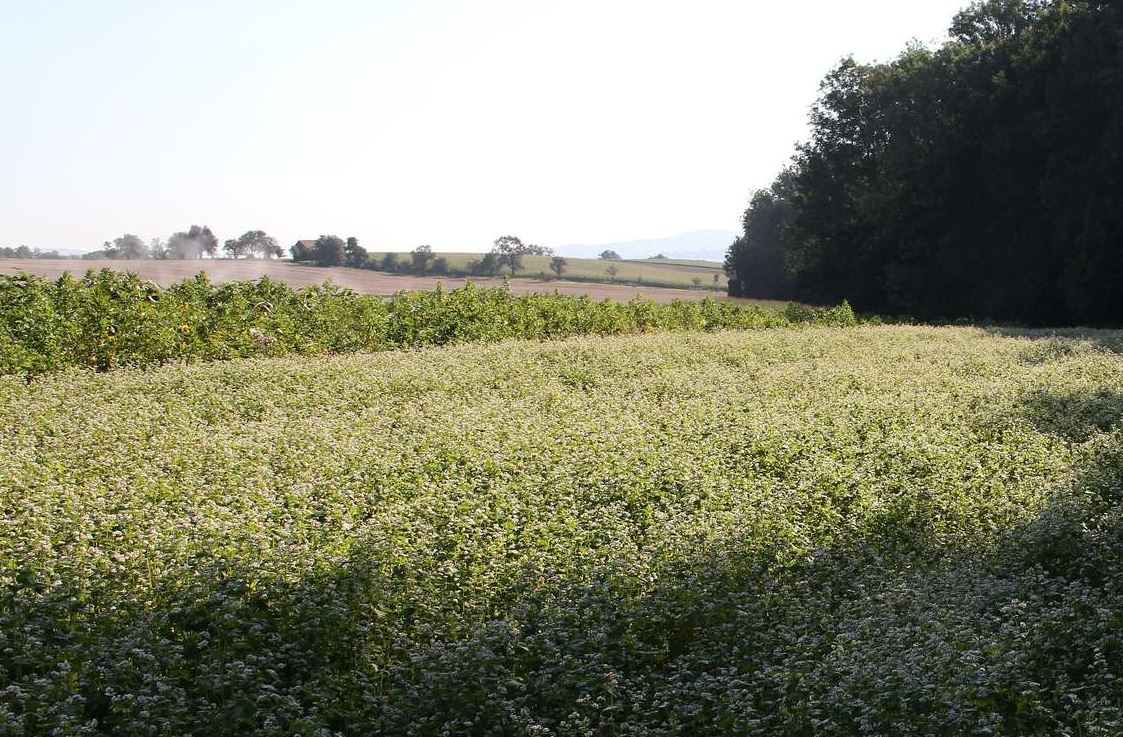 Häckseln von Bracheflächen – worauf ist zu achten