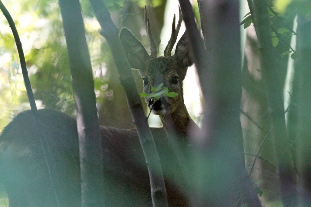 Bock im Wald