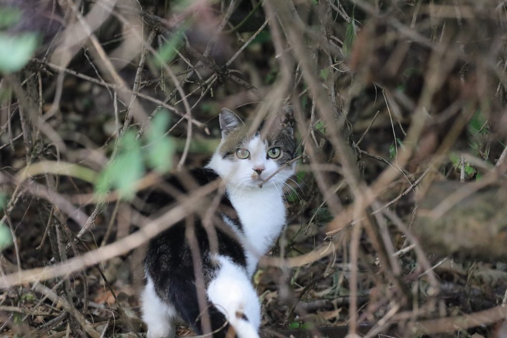 Katzen &#8211; Eine Gefahr für die Artenvielfalt?, OÖ LJV