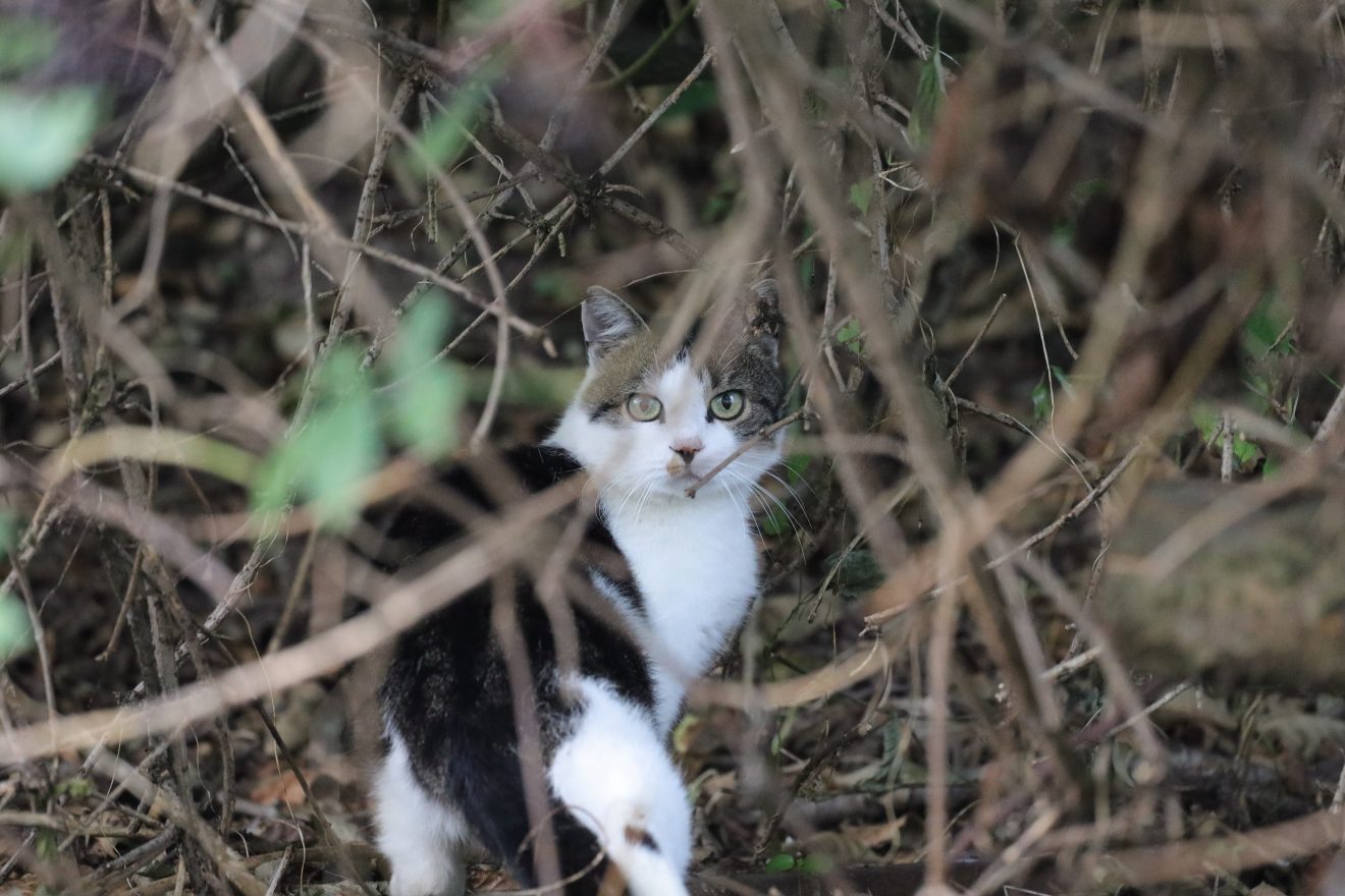 Katzen - Eine Gefahr für die Artenvielfalt?