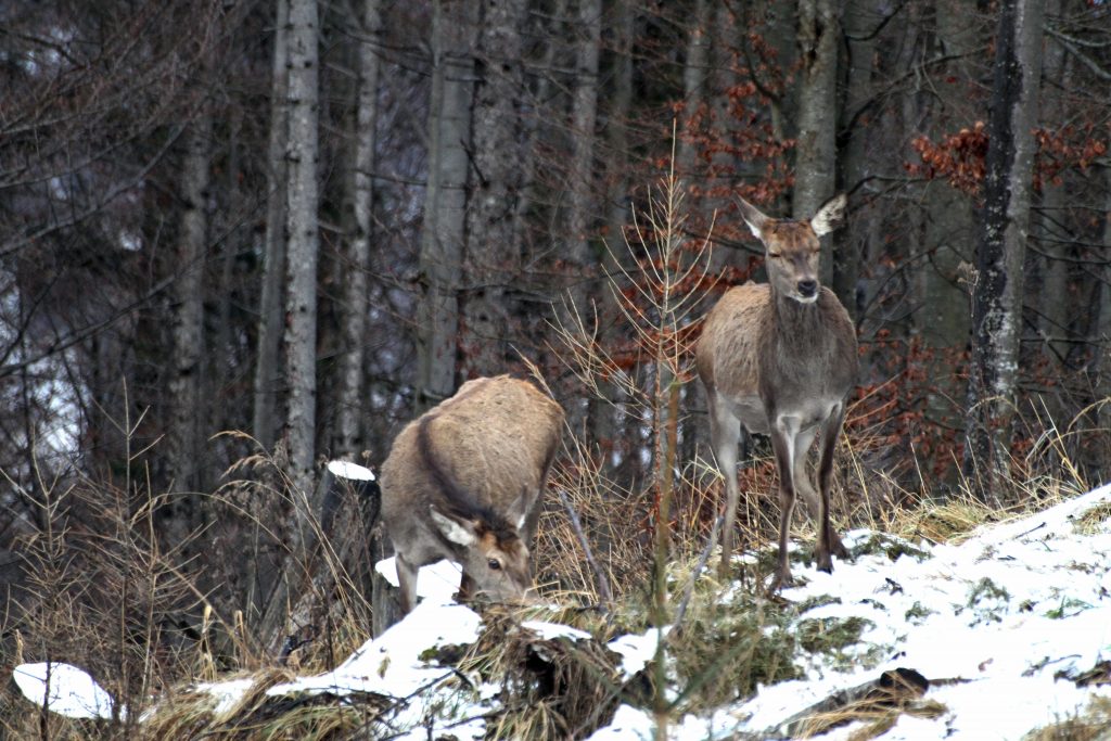 Neue Richtlinie für die Fütterung von Rotwild wurde erarbeitet, OÖ LJV