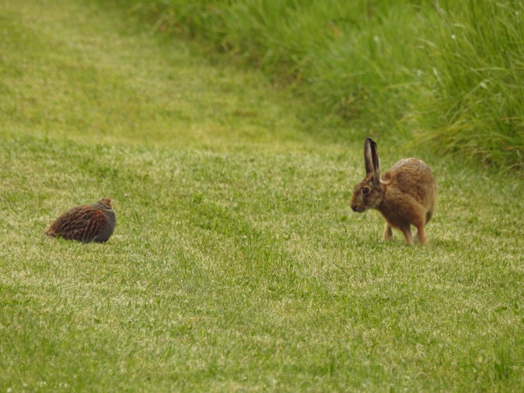 Jagd ist Naturschutz, OÖ LJV