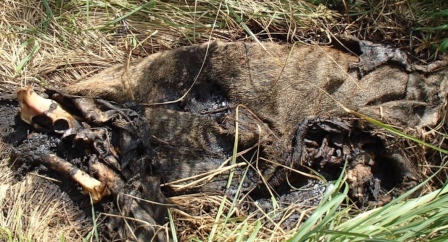 Afrikanische Schweinepest – Meldeprämie für Jäger, OÖ LJV