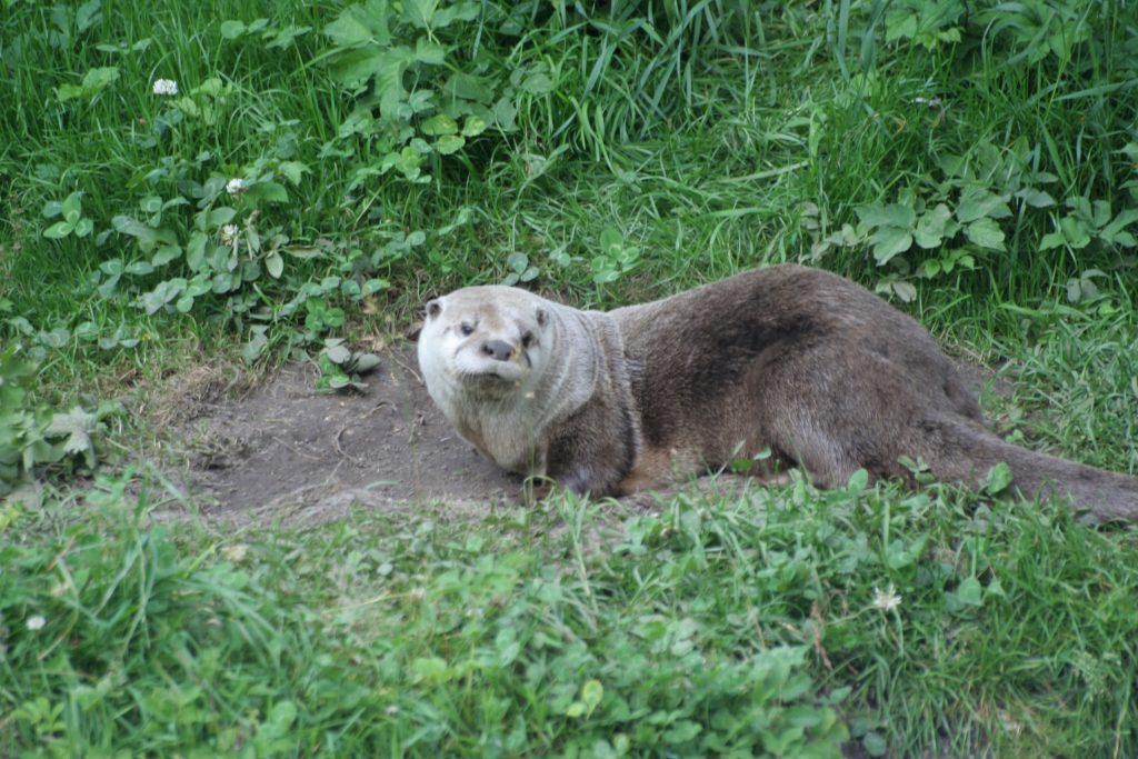 Fischotter Verordnung, OÖ LJV