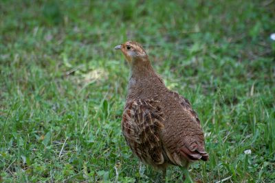 Jagd und Landwirtschaft – starke Partnerschaft im Bezirk Urfahr – OÖ LJV