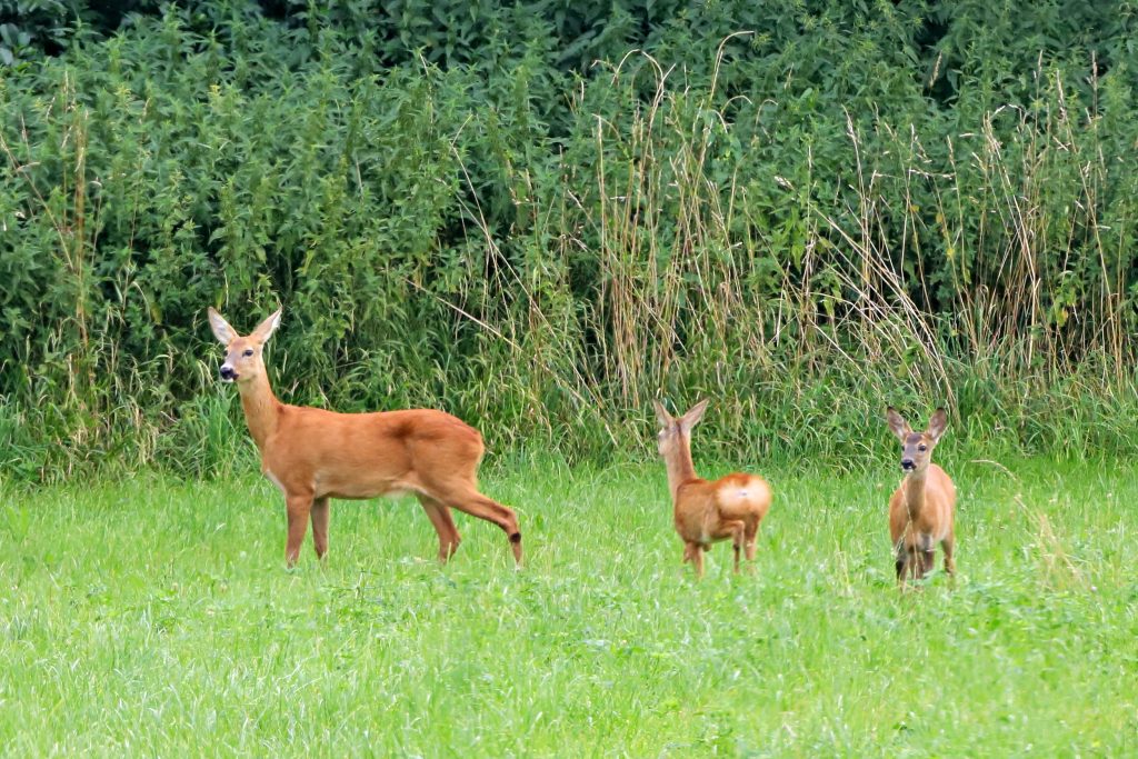 Ohne Jäger mehr Wild, OÖ LJV