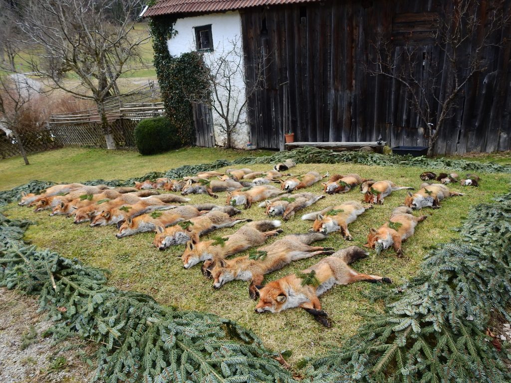 Raubwildstreckenlegung HR Windischgarsten 2024, OÖ LJV