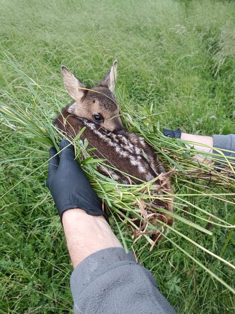 Kitzrettung per Drohne: Jägerschaft schützt Wildtiere vor dem Mähtod, OÖ LJV