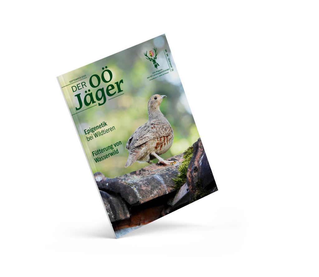 Aktuelle Ausgabe, OÖ LJV