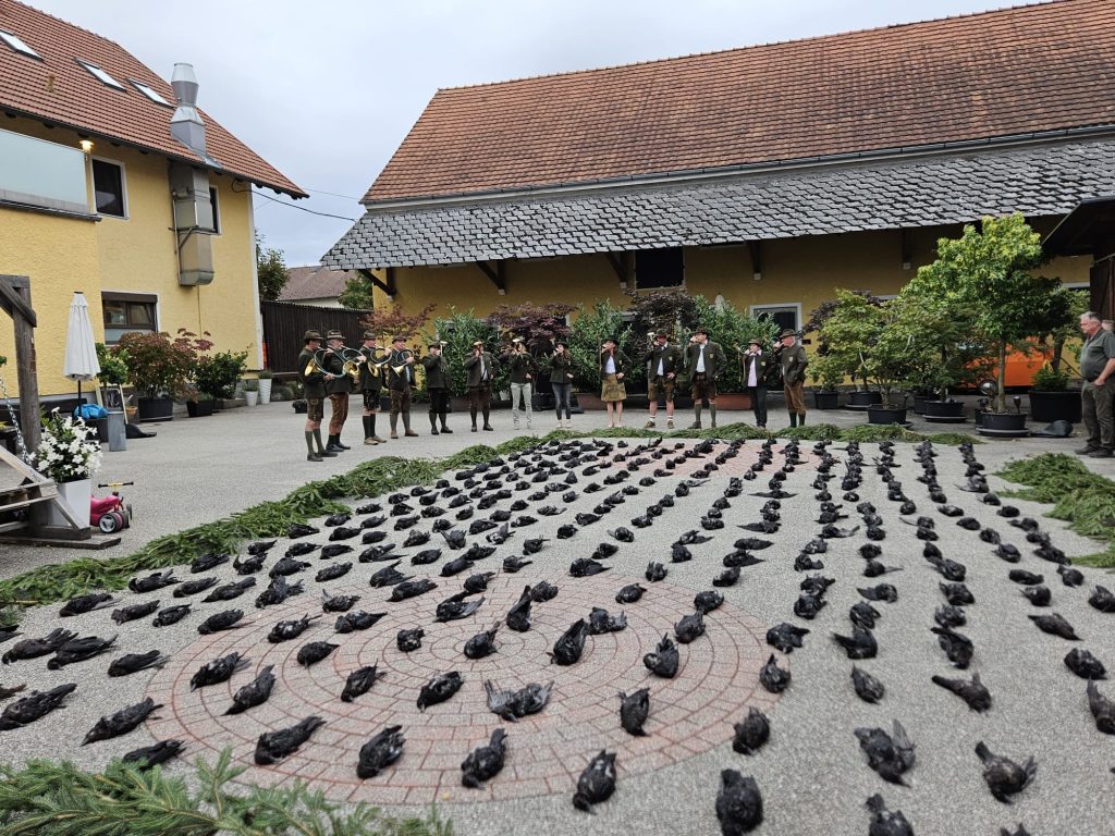 Krähenjagdwoche im August – Rekordstrecke im Bezirk, OÖ LJV