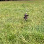 Brauchbarkeitsprüfung 2025, OÖ LJV