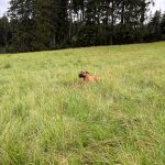 Brauchbarkeitsprüfung 2025, OÖ LJV