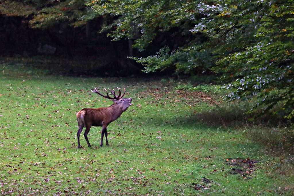 ROTWILDZONIERUNG IN OBERÖSTERREICH, OÖ LJV