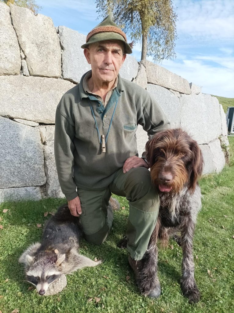 Erster Waschbär in GJ Niederwaldkirchen, OÖ LJV
