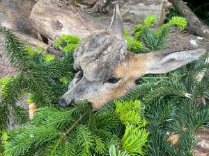 Lebensgeiß, OÖ LJV