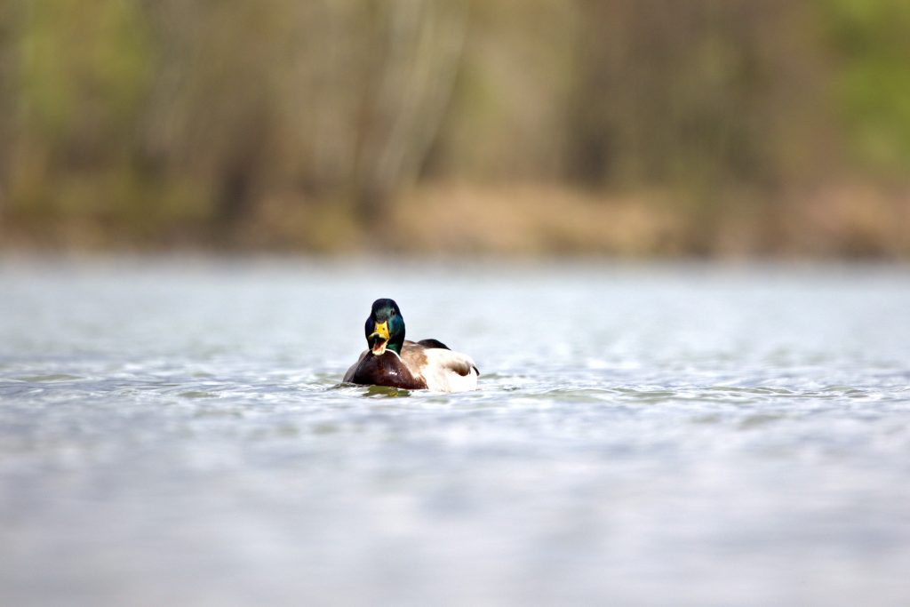 Wildfütterung bei Enten, OÖ LJV