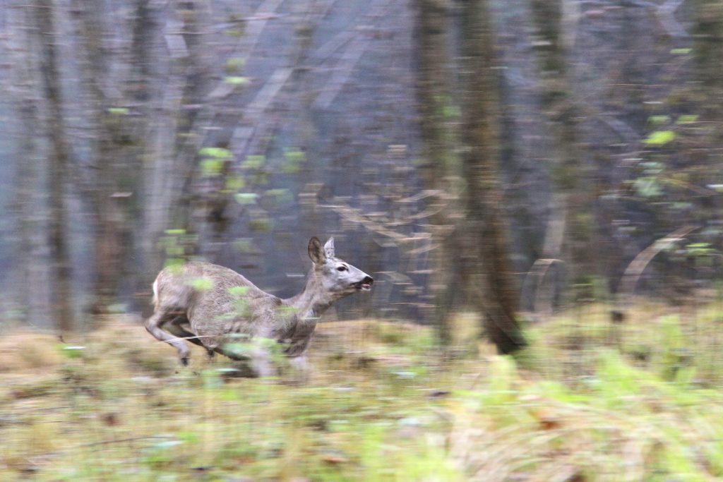 Presseaussendungen, O&Ouml; LJV