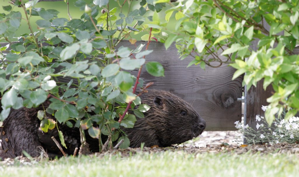 Biber Verordnung, OÖ LJV