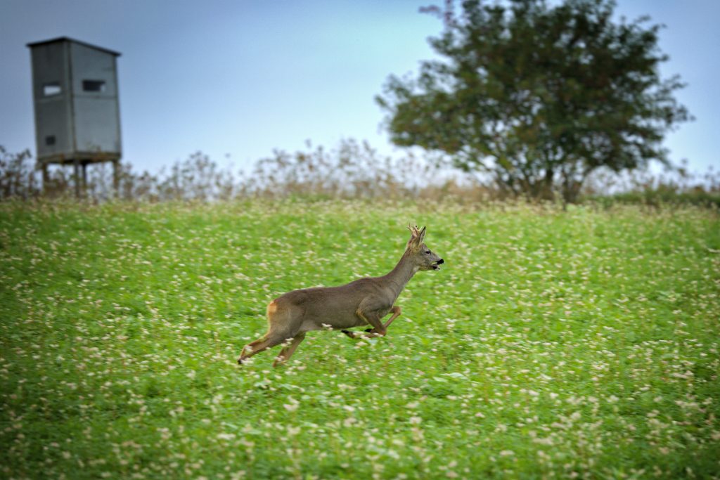 Was halten denn die Rehe aus?, O&Ouml; LJV