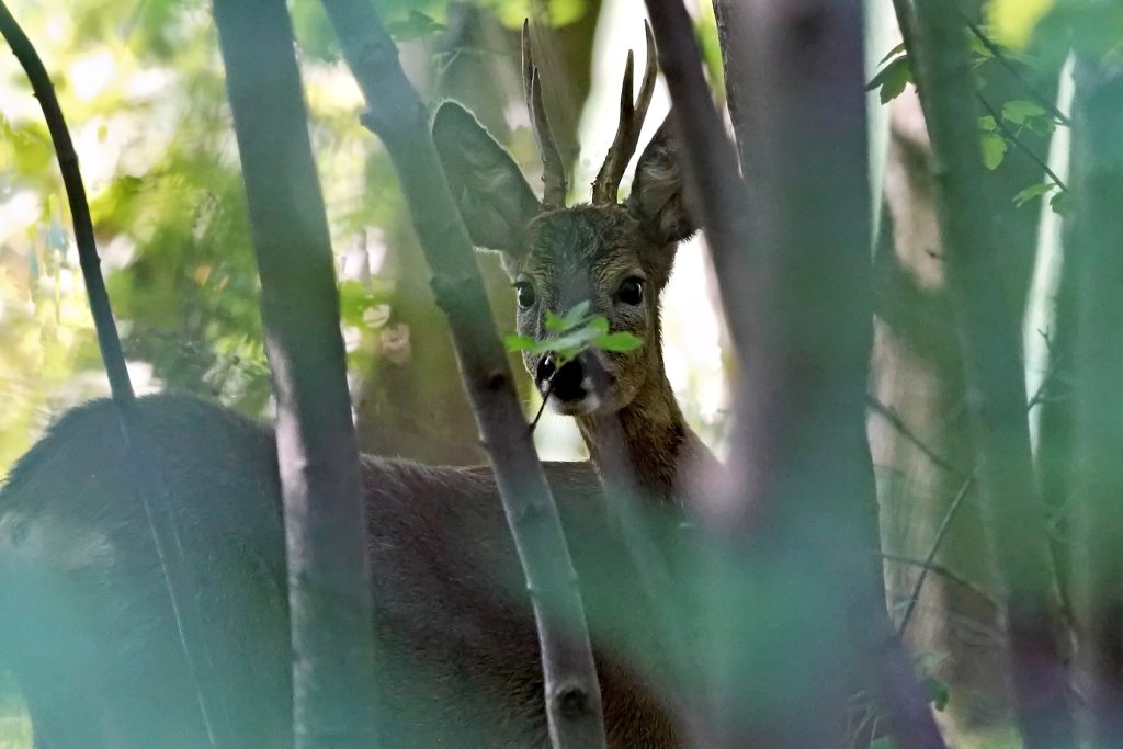 Was halten denn die Rehe aus?, O&Ouml; LJV