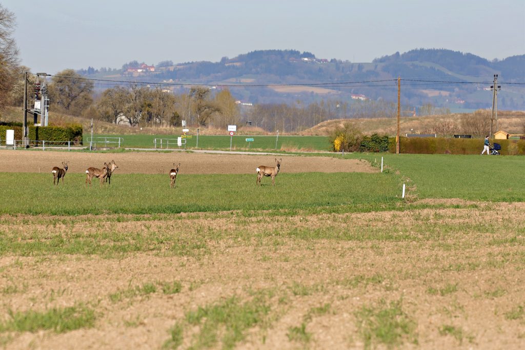 Was halten denn die Rehe aus?, O&Ouml; LJV
