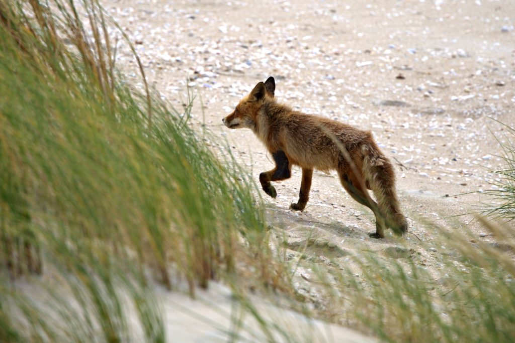 Bleiben oder gehen? Warum, wohin und wie weit Rotf&uuml;chse abwandern, O&Ouml; LJV