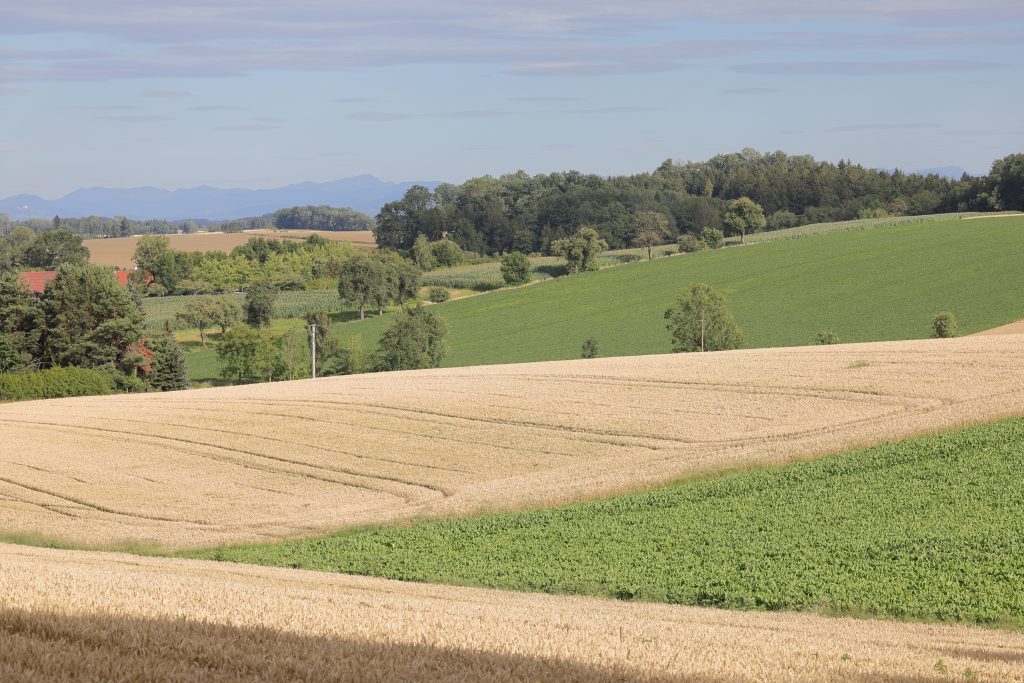Bleiben oder gehen? Warum, wohin und wie weit Rotf&uuml;chse abwandern, O&Ouml; LJV