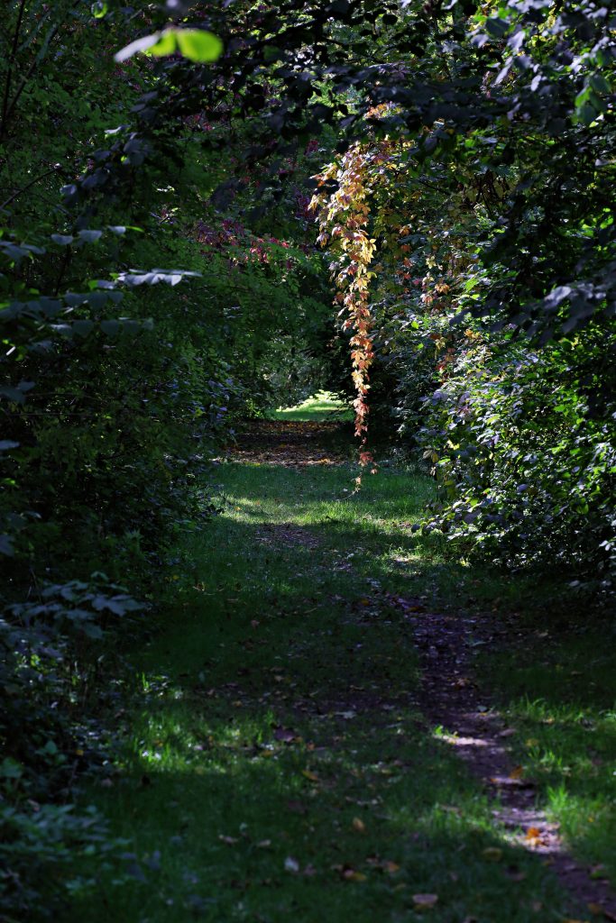 Bleiben oder gehen? Warum, wohin und wie weit Rotf&uuml;chse abwandern, O&Ouml; LJV