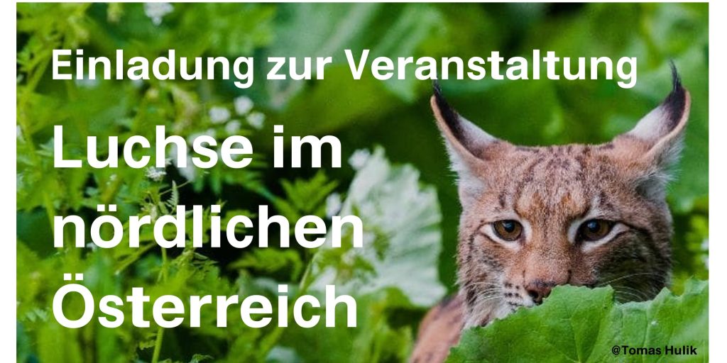 Luchs im n&ouml;rdlichen &Ouml;sterreich, O&Ouml; LJV