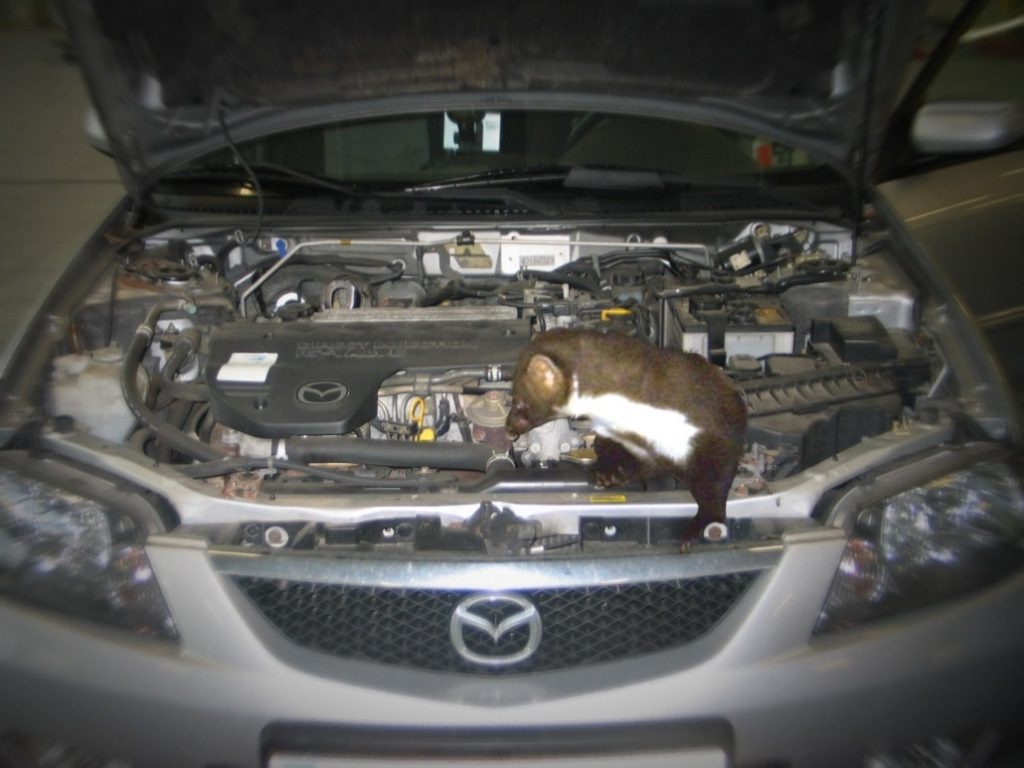 Diagnose Marderbiss im Winter: Warum die kalte Jahreszeit Marder besonders anzieht, O&Ouml; LJV