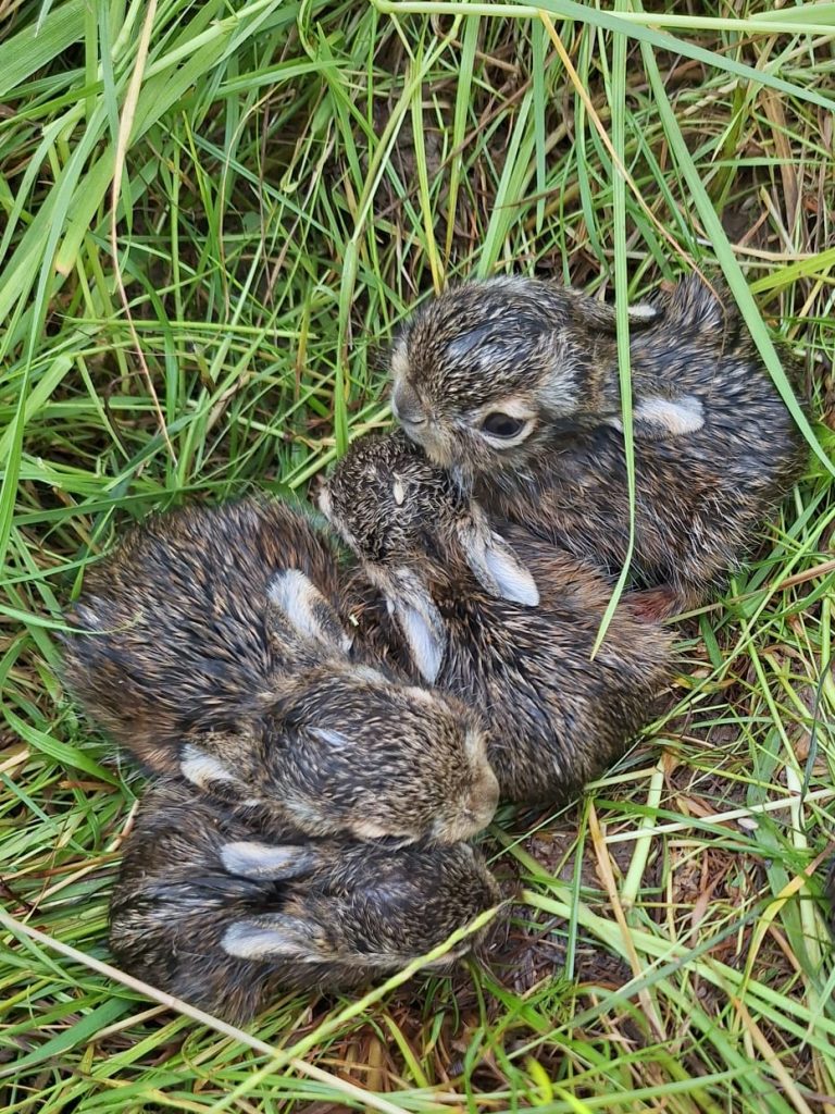 Kinderstube Natur, OÖ LJV