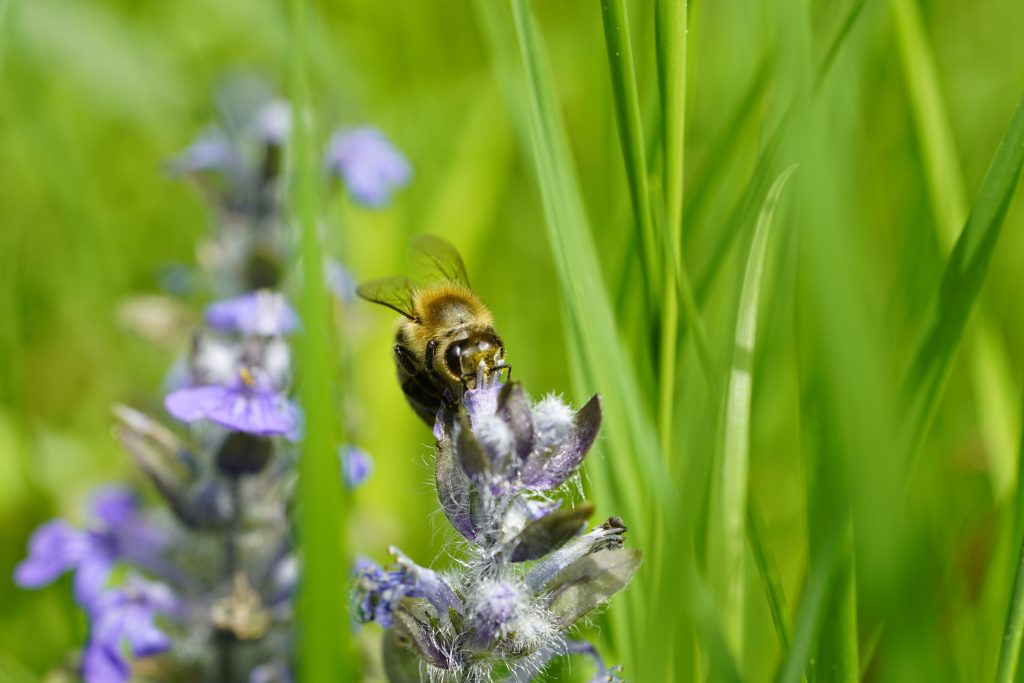 Weltbienentag, OÖ LJV