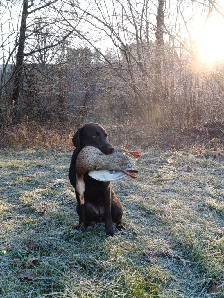 Apportierhunde, OÖ LJV